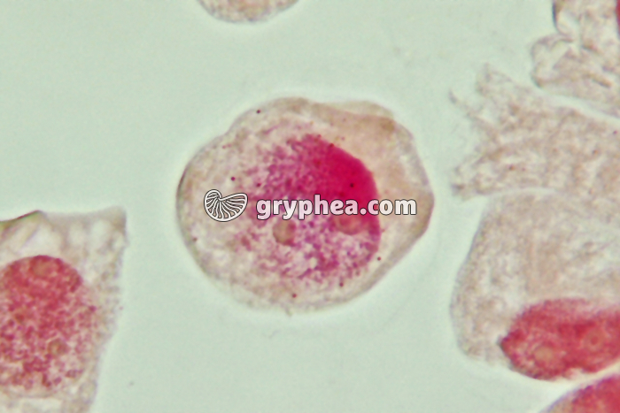 Mitose cellules de racine d'Ail - Cellule-mère x800 - gryphea.com